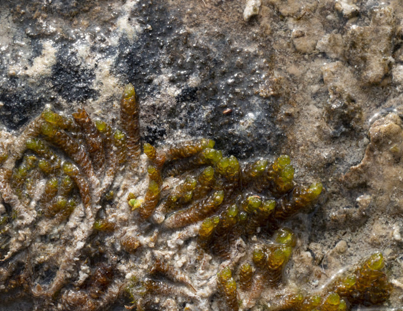 Pseudocalliergon turgescens
